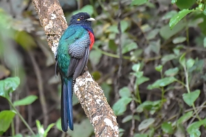 Bird_of_Usambara_Mountains