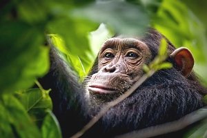 Chimp_in_Gombe_Stream_National_Park_(2)