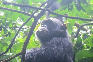 Chimp_in_Gombe_Stream_National_Park_(3)