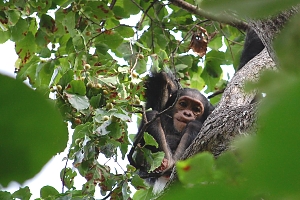 Chimp_in_Gombe_Stream_National_Park