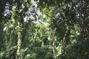 Gombe_Stream_National_Park_(2)