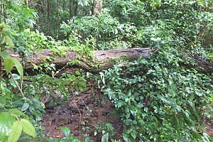 Gombe_Stream_National_Park