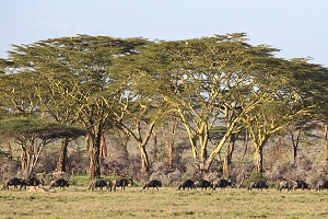 Ngorongoro-Crater-Wilderbeests