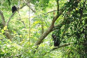 Thick_Forest_in_Mahale_Mountains_National_Park