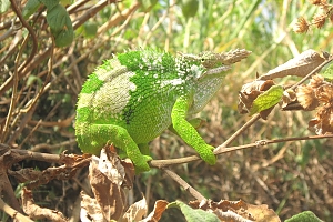 Usambara_Mountains_Chamelion_(2)