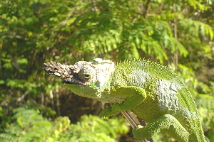 Usambara_Mountains_Chamelion